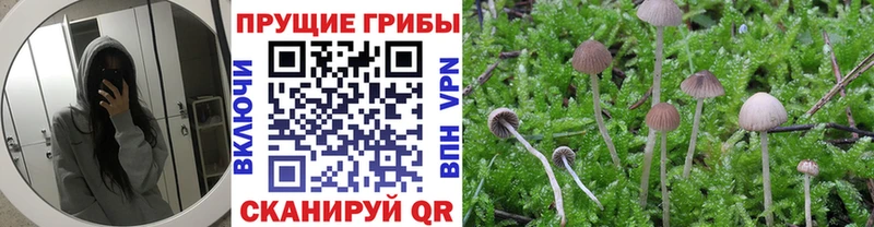 Галлюциногенные грибы Psilocybe  цена наркотик  Тутаев 