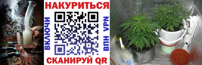 Канабис сатива  Тутаев 